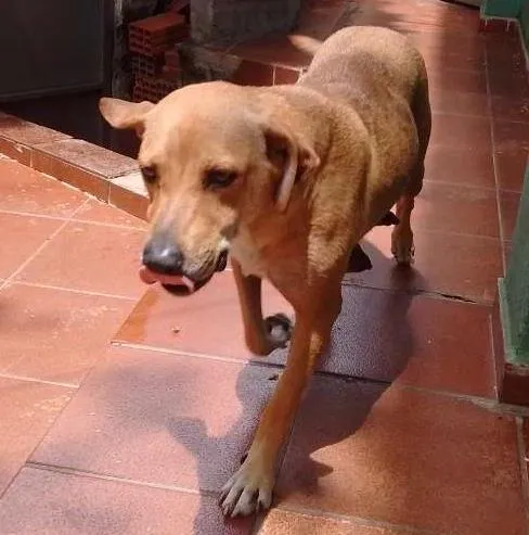 Cachorro ra a Vira lata idade 2 a 6 meses nome Princesa 