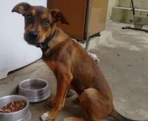 Cachorro raça  idade 2 a 6 meses nome Raj