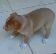 não tem