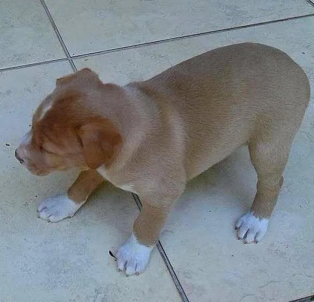 Cachorro ra a vira lata idade  nome não tem
