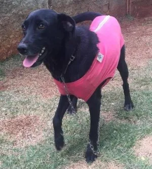 Cachorro raça Srd idade 3 anos nome Vick