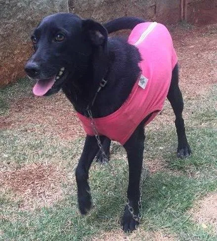 Cachorro ra a Srd idade 3 anos nome Vick