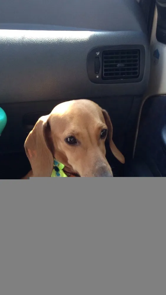 Cachorro ra a Basset hound idade 2 anos nome Mag