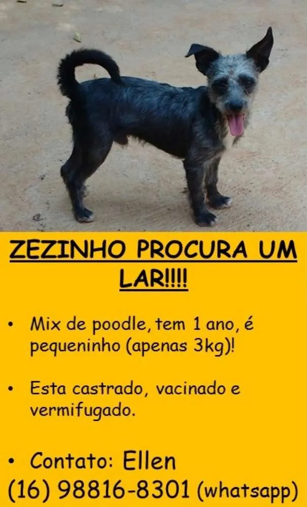 Cachorro ra a Poodle idade 1 ano nome Zezinho