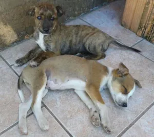 Cachorro raça Vira-Latas idade Abaixo de 2 meses nome Filhotinho