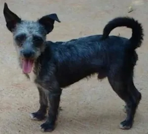 Cachorro raça Poodle idade 1 ano nome Zezinho