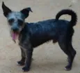 Zezinho