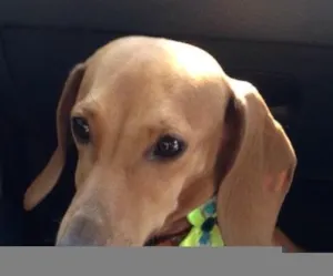 Cachorro raça Basset hound idade 2 anos nome Mag