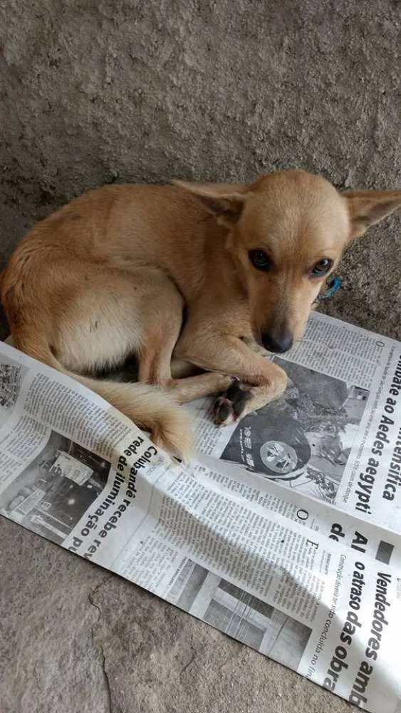Cachorro ra a vira-lata idade 2 a 6 meses nome ----