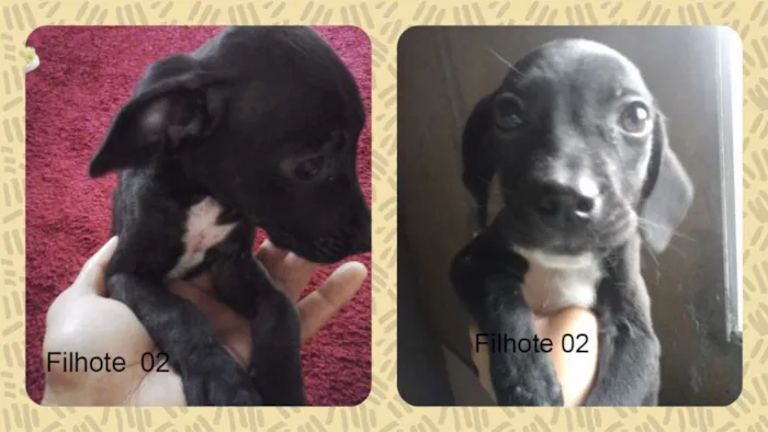 Cachorro raça vira lata idade 2 a 6 meses nome sem nome