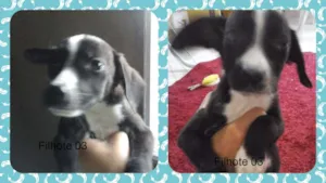 Cachorro raça vira lata idade 2 a 6 meses nome sem nome