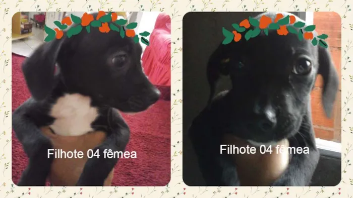 Cachorro raça vira lata idade 2 a 6 meses nome sem nome