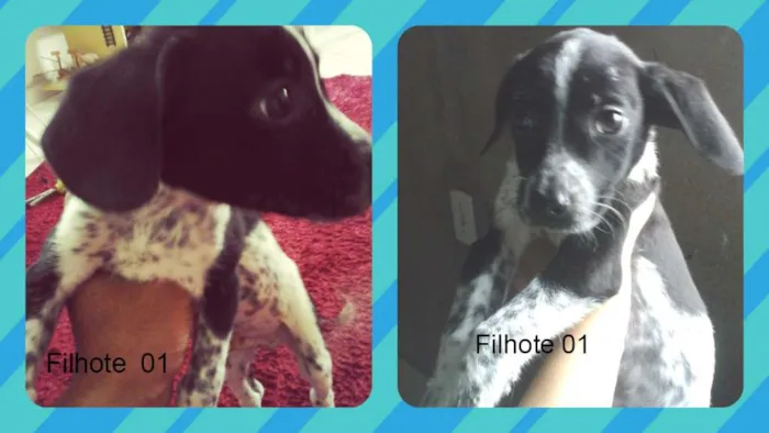 Cachorro raça vira lata idade 2 a 6 meses nome sem nome