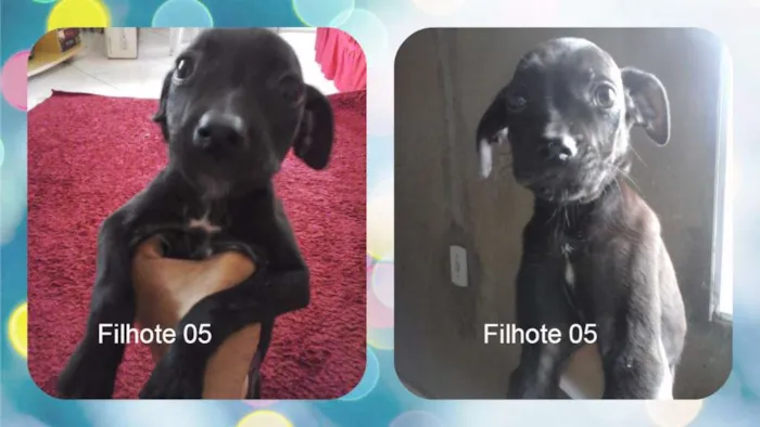 Cachorro raça vira lata idade 2 a 6 meses nome sem nome