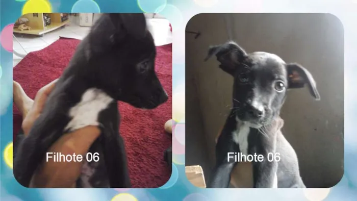 Cachorro raça vira lata idade 2 a 6 meses nome sem nome