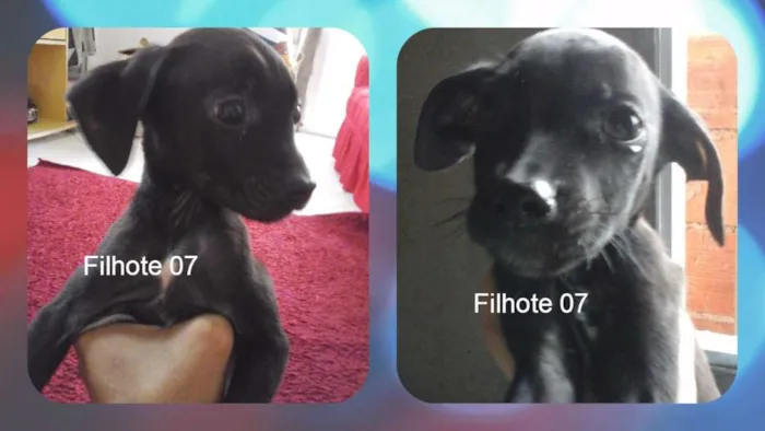 Cachorro raça vira lata idade 2 a 6 meses nome sem nome