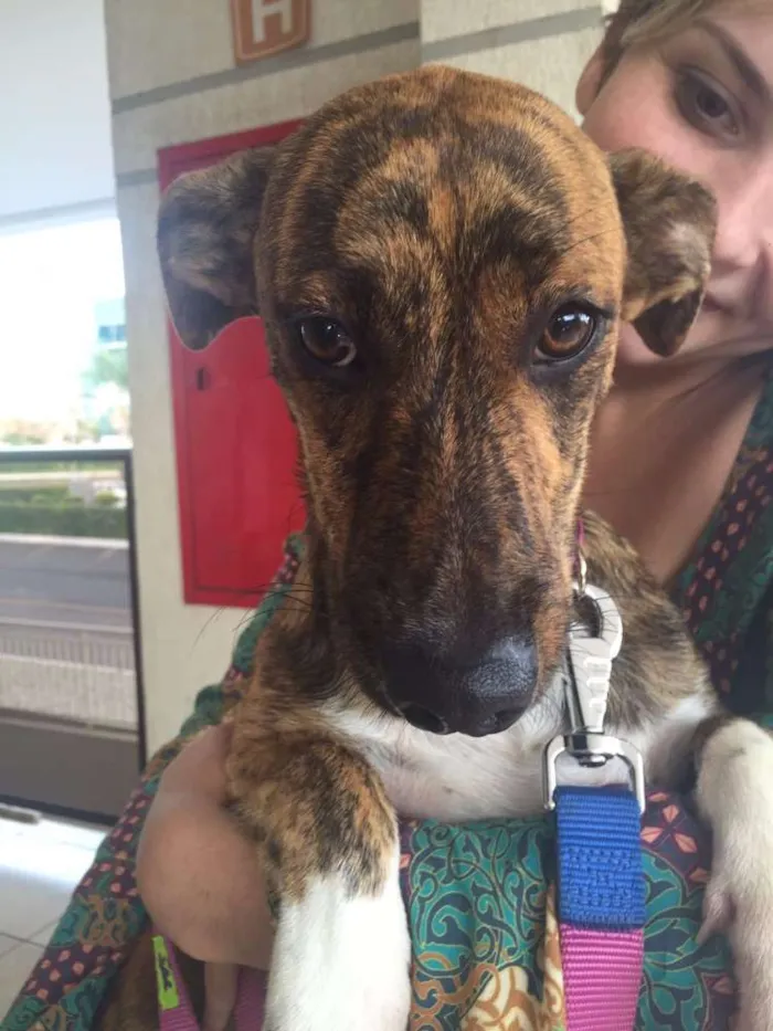 Cachorro ra a SRD idade 7 a 11 meses nome Tigrão