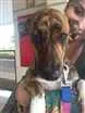 Cachorro raça SRD idade 7 a 11 meses nome Tigrão