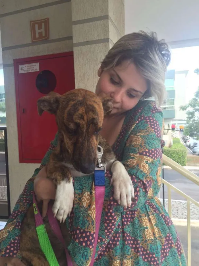 Cachorro ra a SRD idade 7 a 11 meses nome Tigrão