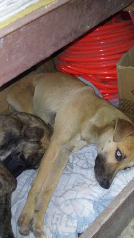 Cachorro ra a srd idade 1 ano nome tica e teco