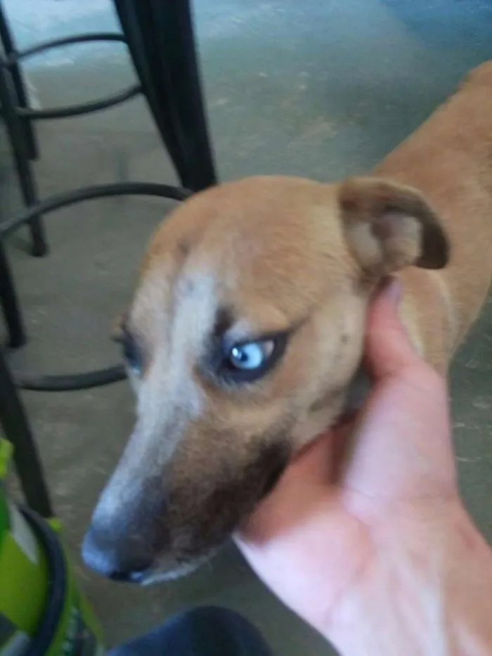 Cachorro ra a srd idade 1 ano nome tica e teco