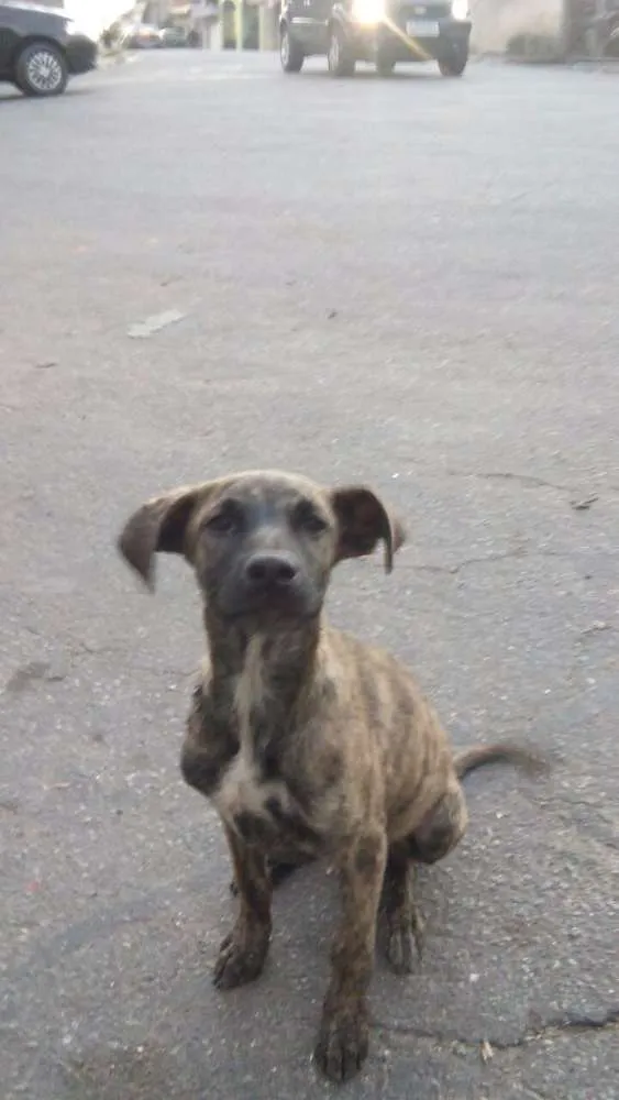 Cachorro ra a srd idade 1 ano nome tica e teco