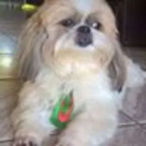 Cachorro raça Shitzu idade 6 ou mais anos nome Nick