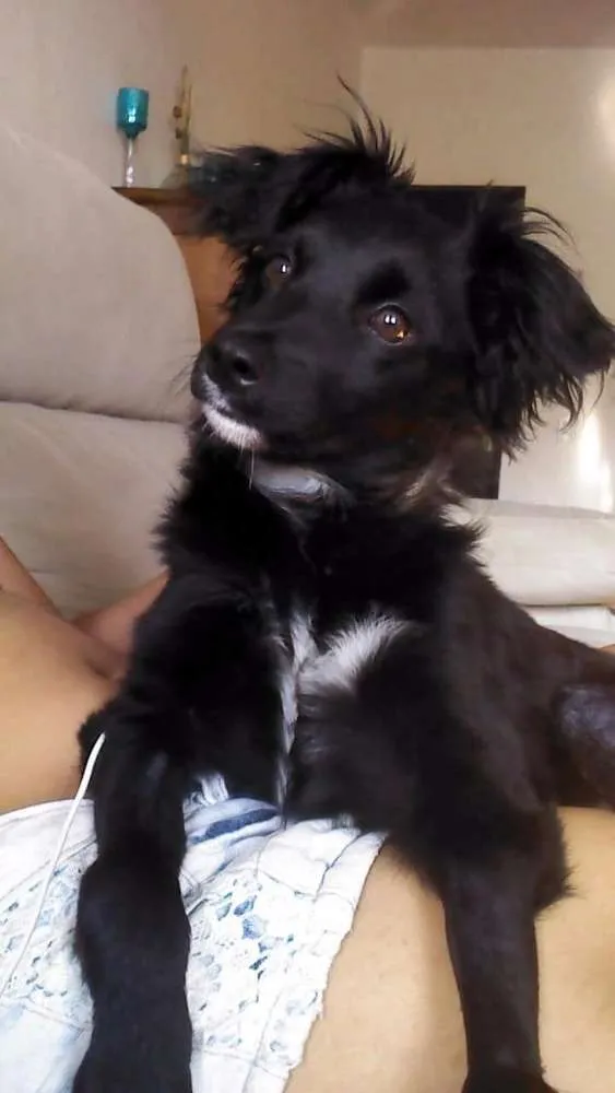 Cachorro ra a SRD idade 2 a 6 meses nome Pitoco