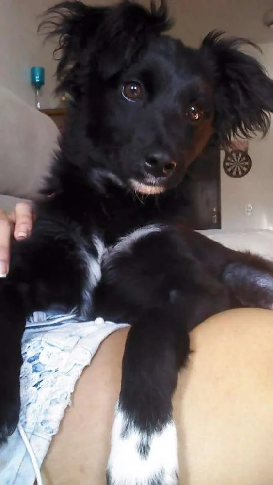 Cachorro ra a SRD idade 2 a 6 meses nome Pitoco