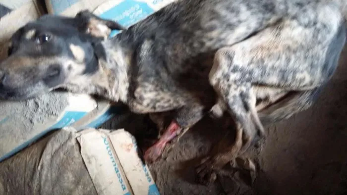 Cachorro ra a Vira lata idade 7 a 11 meses nome Adotei guerreira