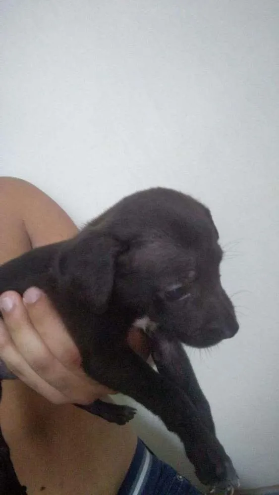 Cachorro ra a Vira-lata idade Abaixo de 2 meses nome Sasha