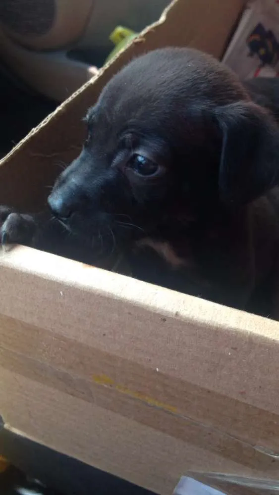 Cachorro ra a Vira-lata idade Abaixo de 2 meses nome Sasha