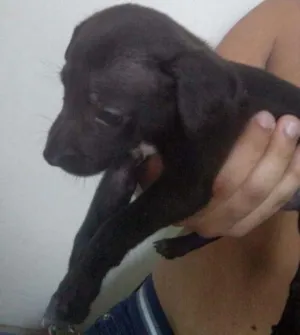Cachorro raça Vira-lata idade Abaixo de 2 meses nome Sasha