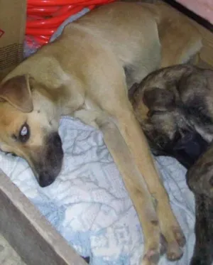 Cachorro raça srd idade 1 ano nome tica e teco