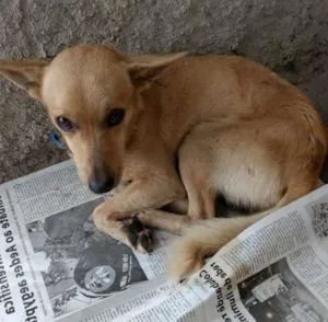 Cachorro raça vira-lata idade 2 a 6 meses nome ----
