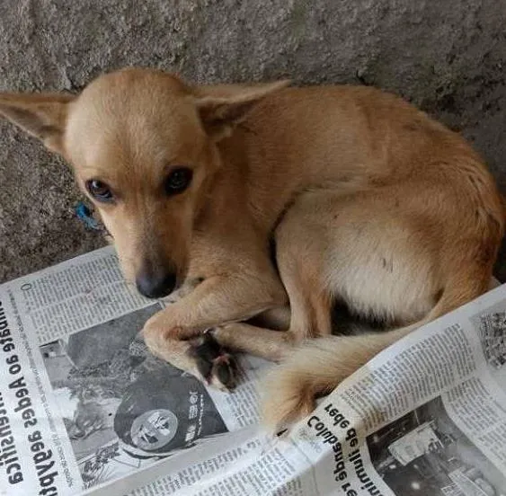 Cachorro ra a vira-lata idade 2 a 6 meses nome ----