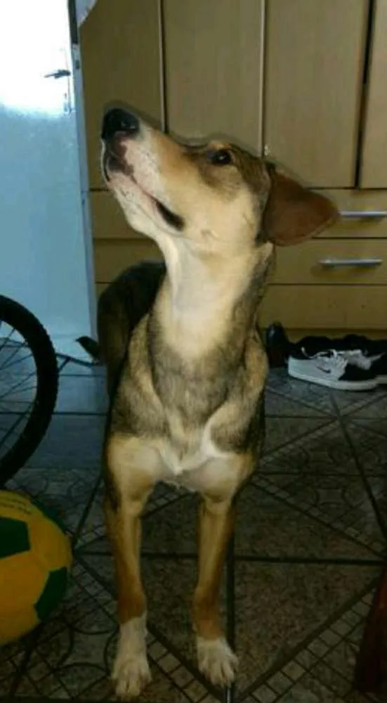 Cachorro ra a Viralata  idade 7 a 11 meses nome whisky