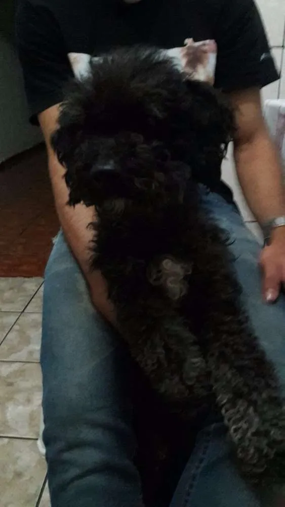 Cachorro ra a Poodle  idade 5 anos nome Jade