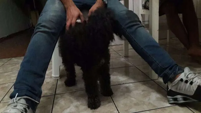 Cachorro ra a Poodle  idade 5 anos nome Jade