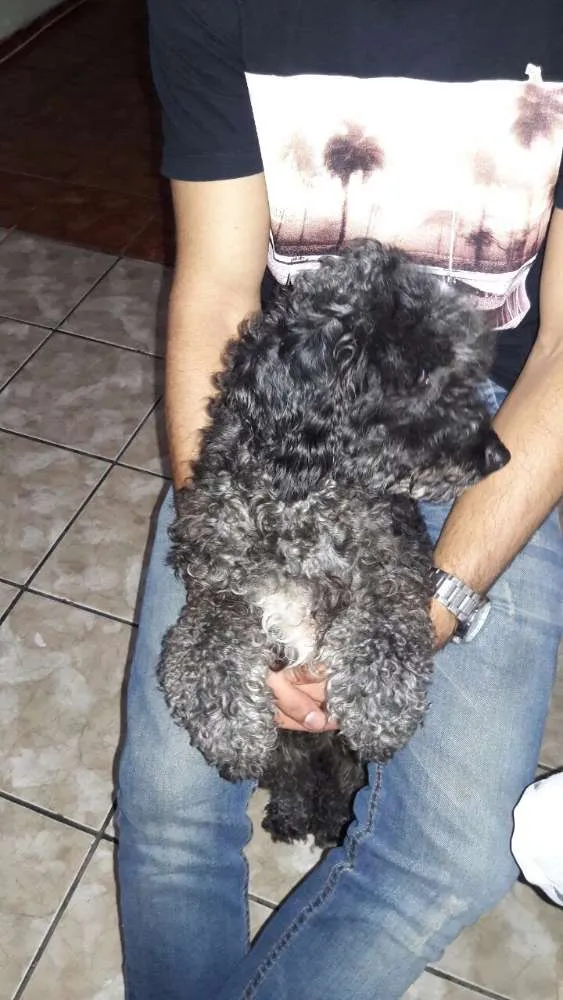 Cachorro ra a Poodle  idade 5 anos nome Jade
