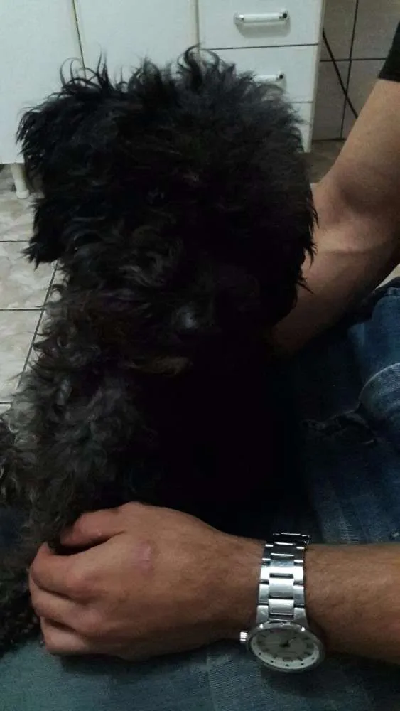 Cachorro ra a Poodle  idade 5 anos nome Jade