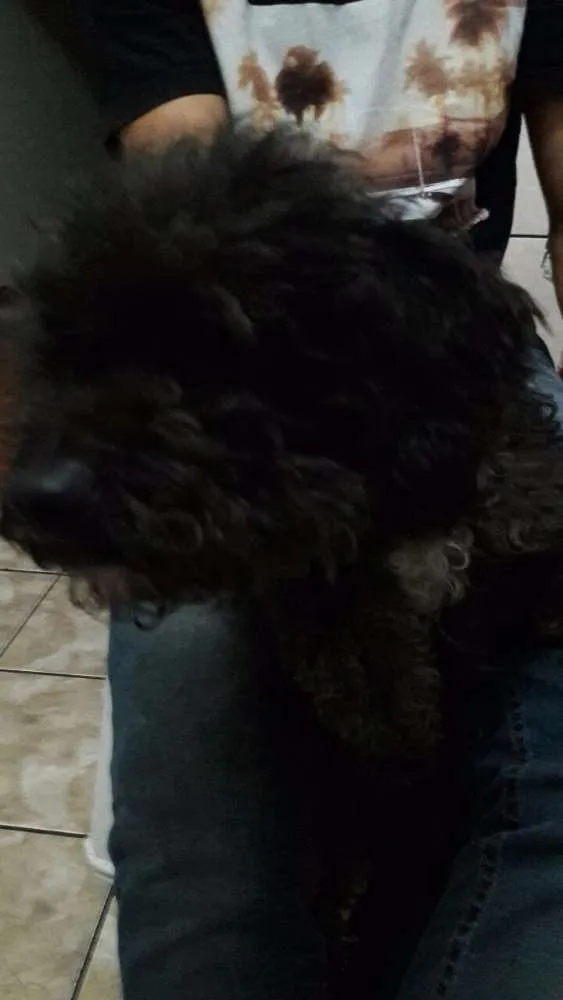 Cachorro ra a Poodle  idade 5 anos nome Jade