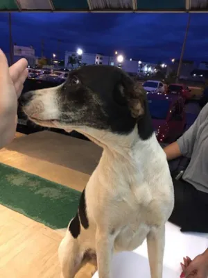 Cachorro raça Vira lata idade 2 anos nome -