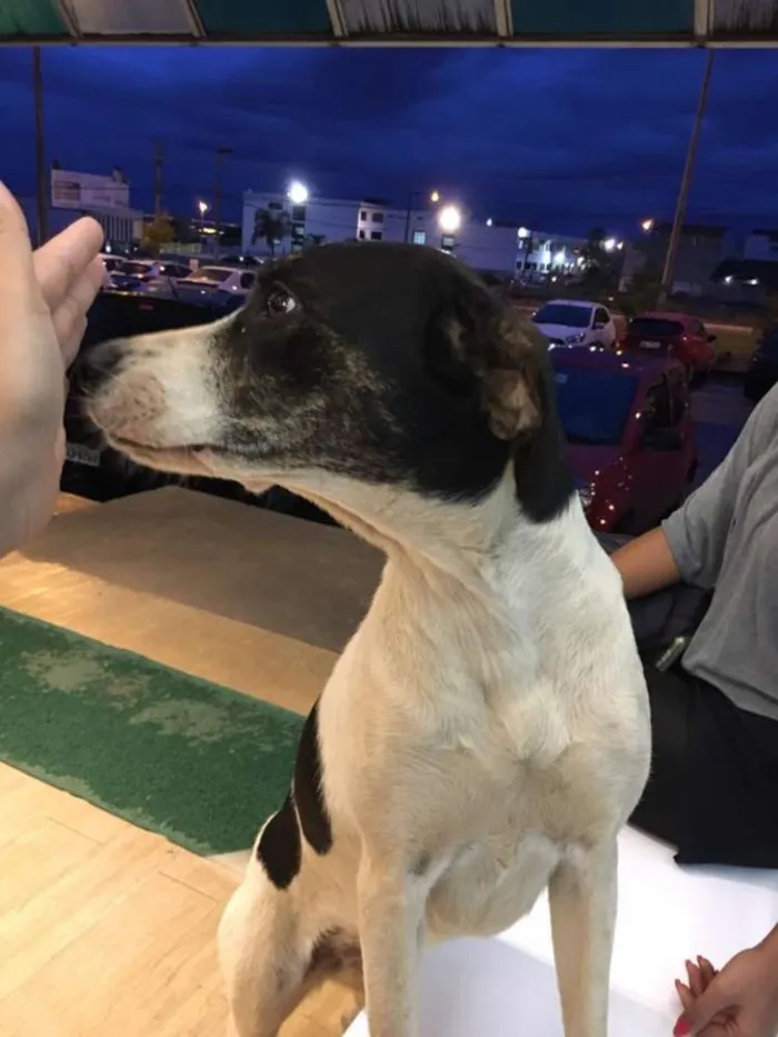 Cachorro ra a Vira lata idade 2 anos nome -
