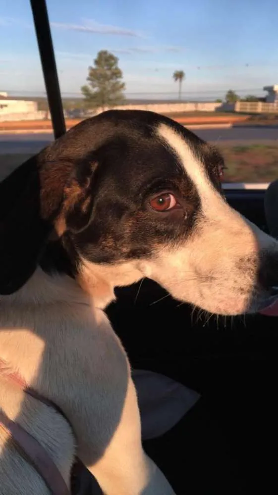 Cachorro ra a Vira lata idade 2 anos nome -