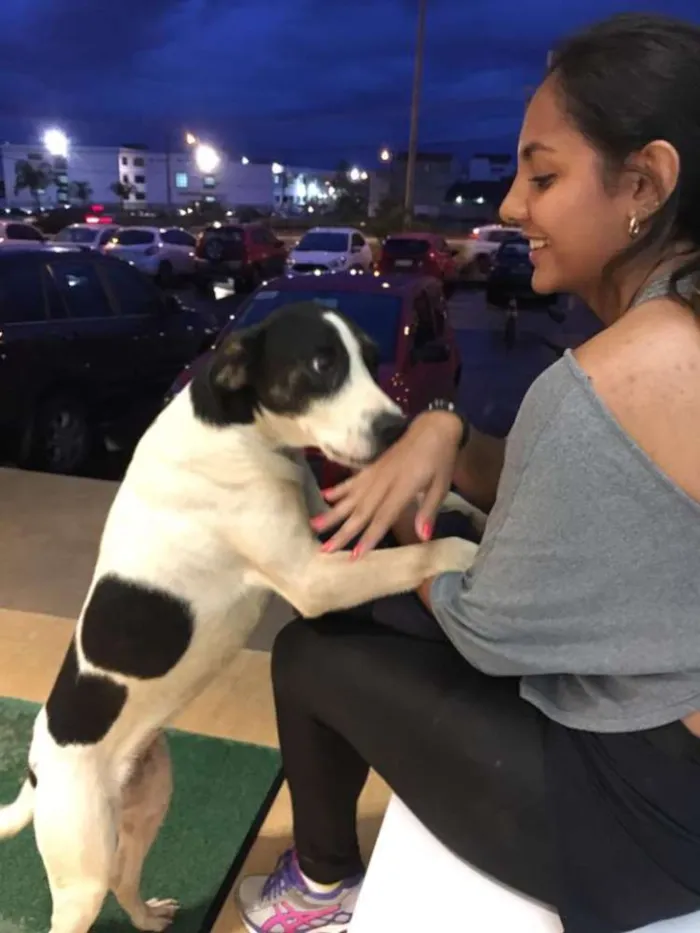 Cachorro ra a Vira lata idade 2 anos nome -