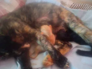 Gato raça  idade 2 a 6 meses nome GATA