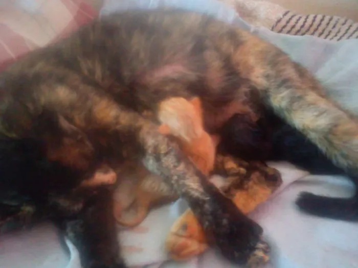 Gato ra a  idade 2 a 6 meses nome GATA