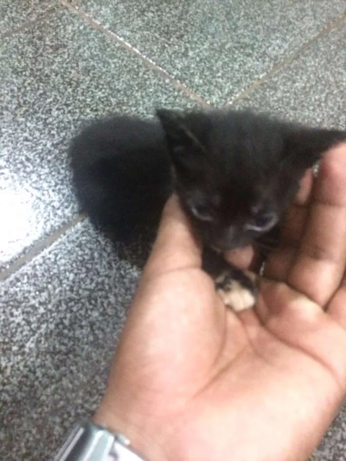 Gato ra a  idade 2 a 6 meses nome GATA