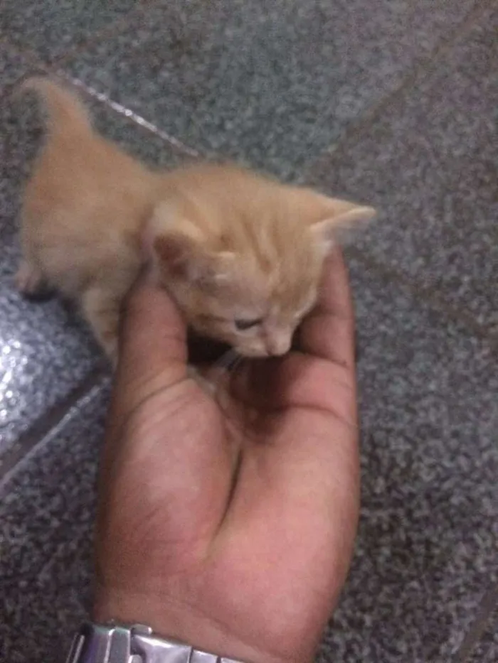 Gato ra a  idade 2 a 6 meses nome GATA